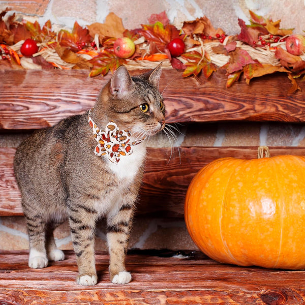 Thanksgiving Cat Collars with Removable Flower Bell, Adjustable Fall Thanksgiving Cat Floral Collars Thanksgiving Pumpkin Collars for Girl Cats Kittens (Thanksgiving)